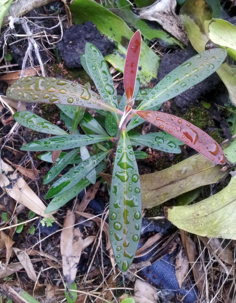 Tristaniopsis Laurina