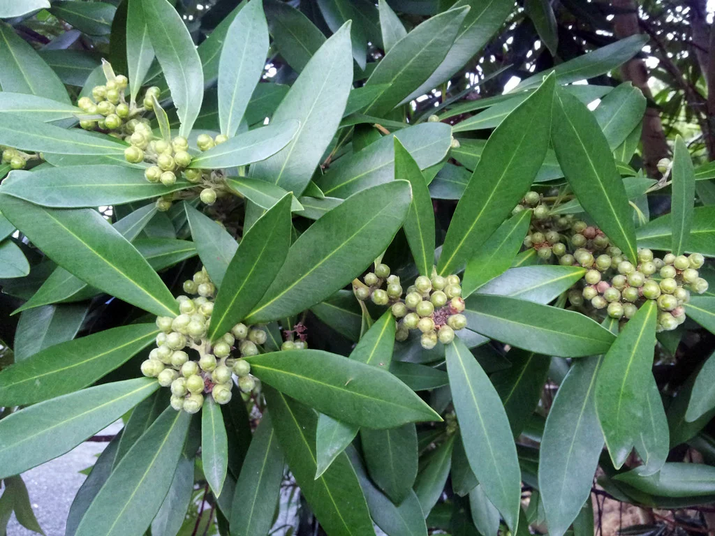 Tristaniopsis Laurina