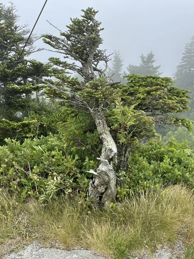 Abies Fraseri