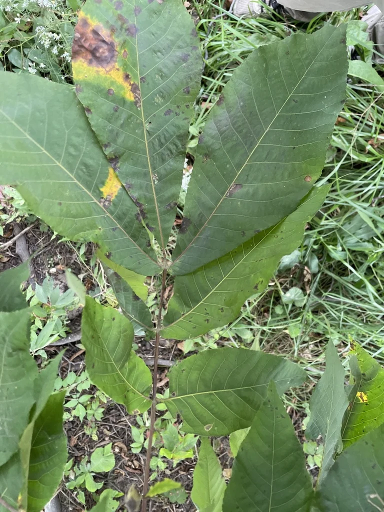 Carya Laciniosa