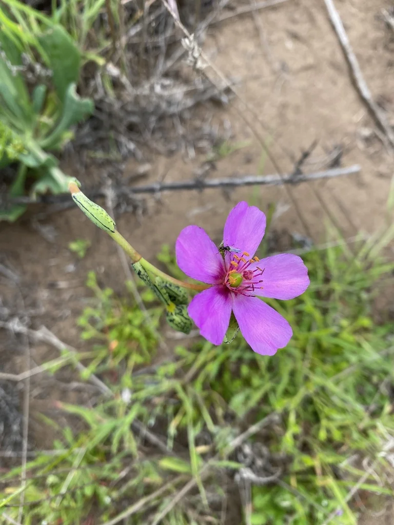 Calandrinia Grandiflora
