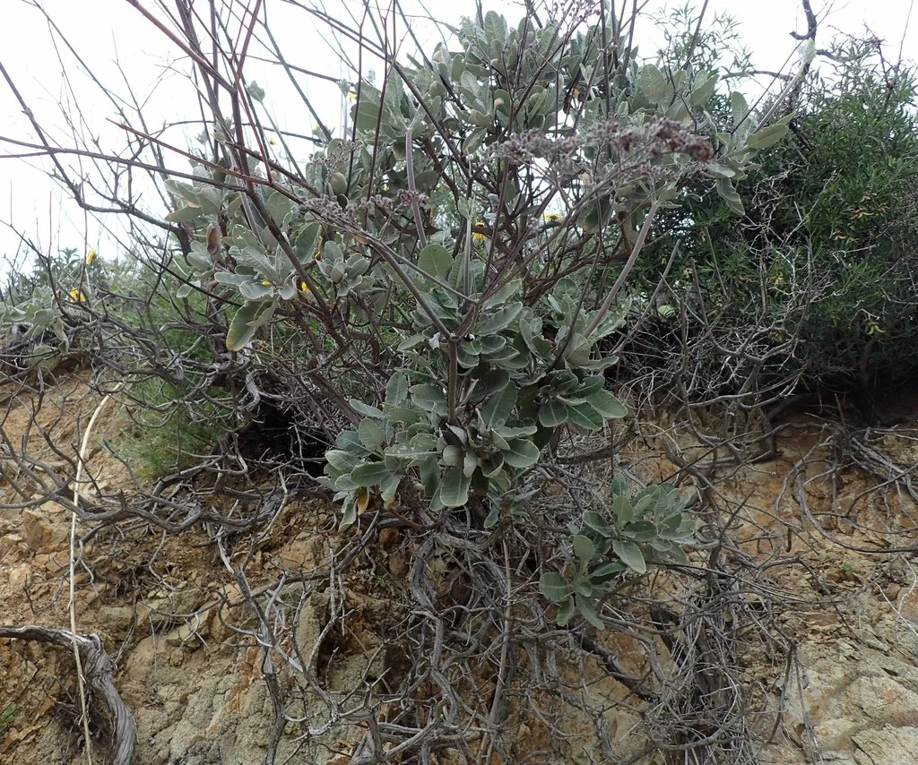 Eriogonum Giganteum