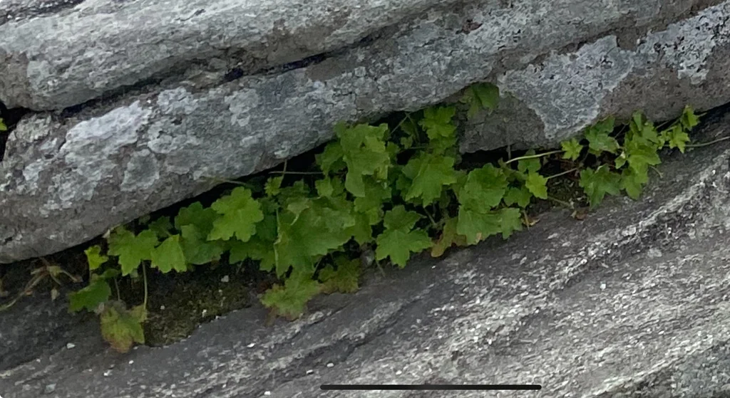 Heuchera Villosa