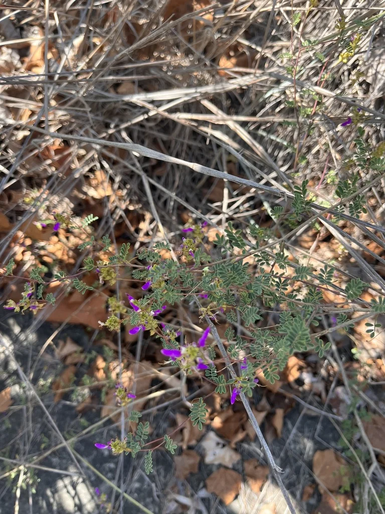 Dalea Frutescens