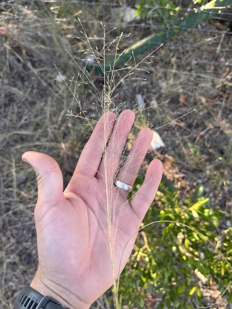 Eragrostis Intermedia