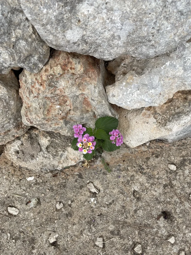 Lantana montevidensis