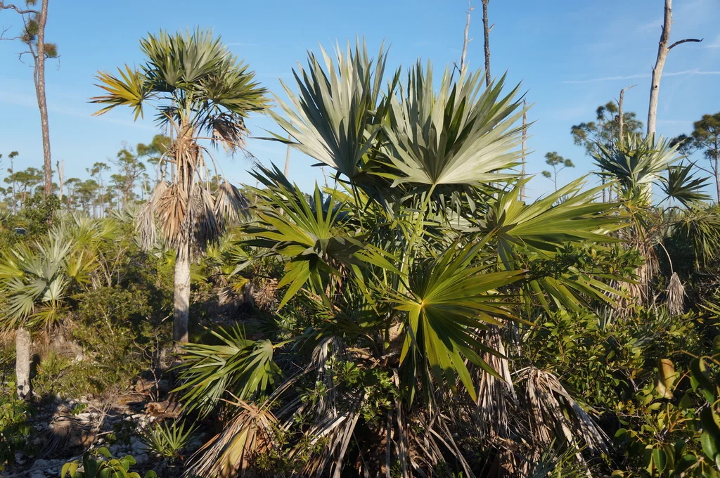 Leucothrinax Morrisii