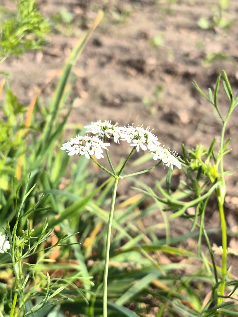 Coriandrum Sativum