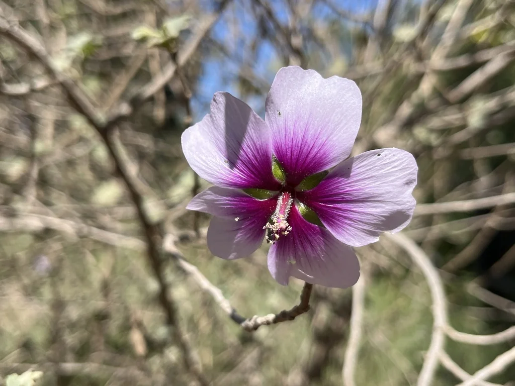 Lavatera Maritima