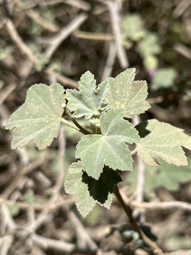 Lavatera Maritima