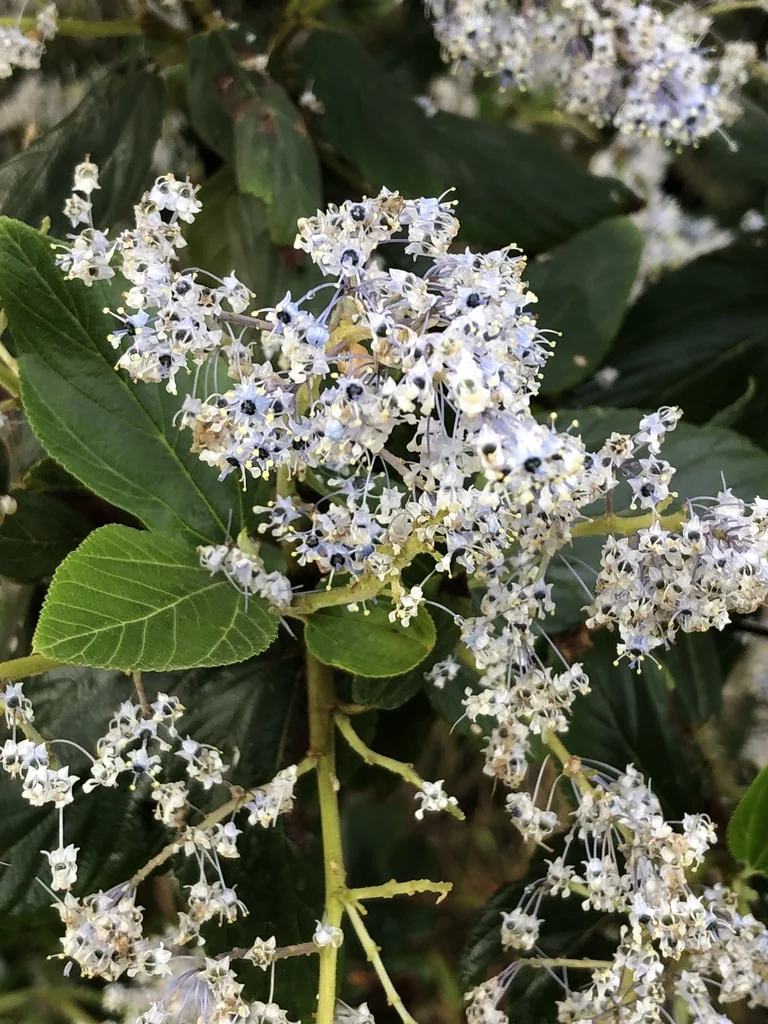 Ceanothus Arboreus