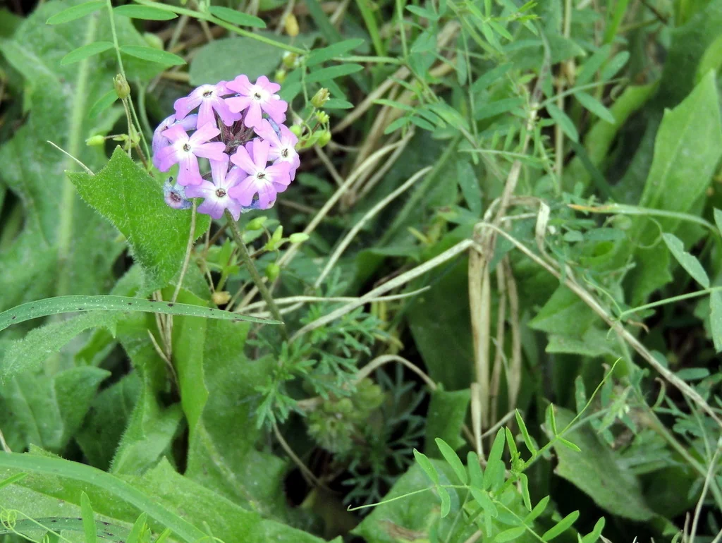 Glandularia Pulchella