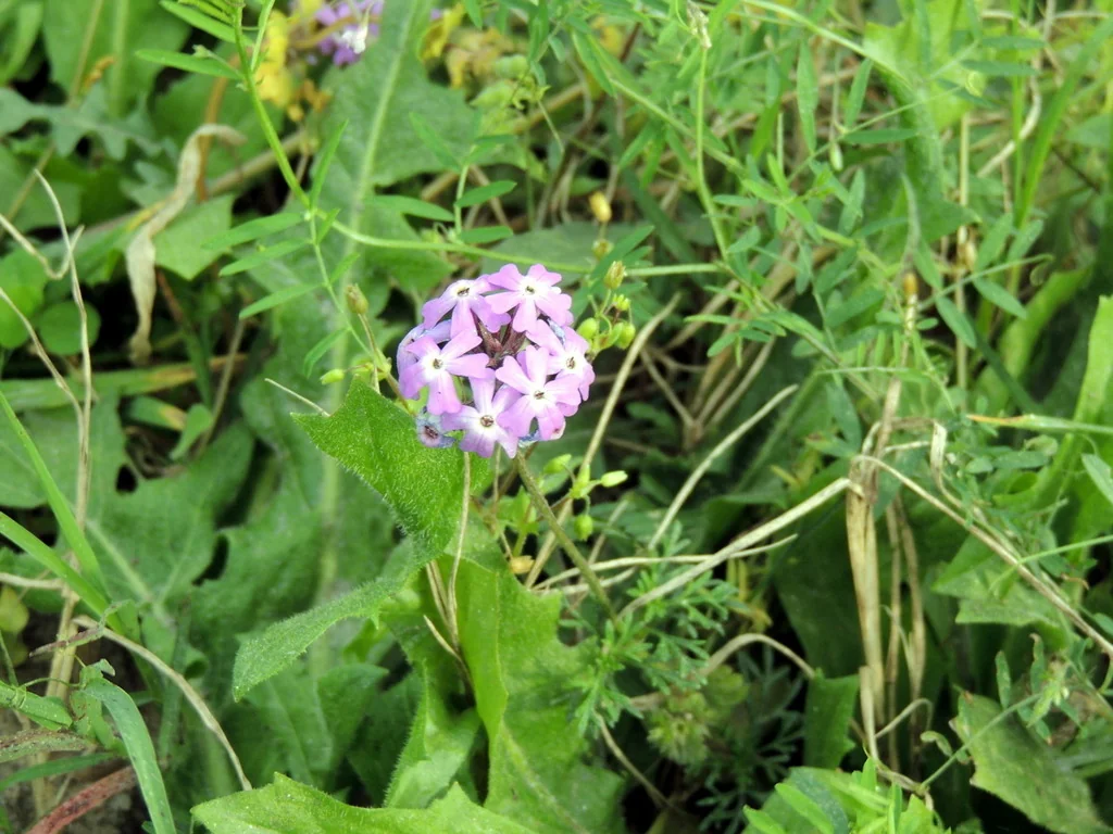 Glandularia Pulchella