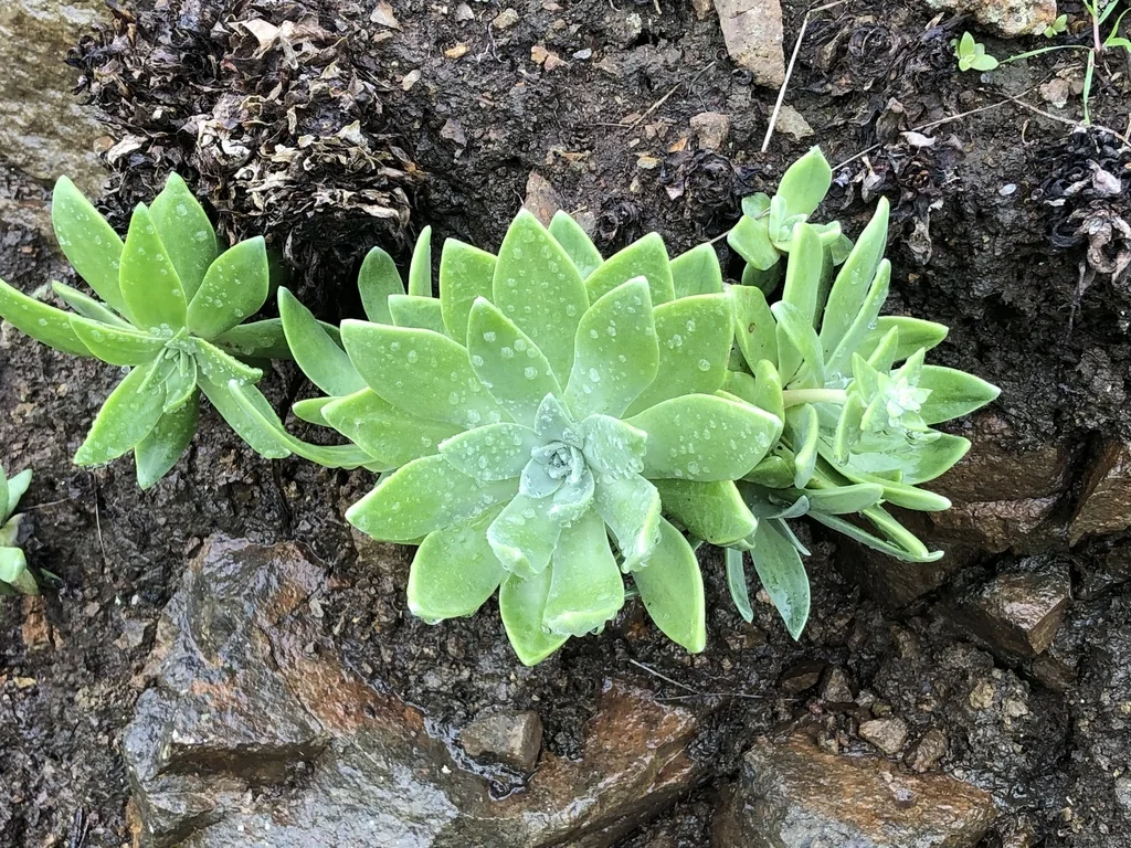 Dudleya Greenei