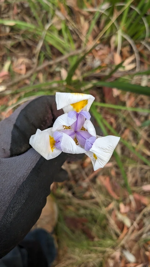 Dietes Grandiflora