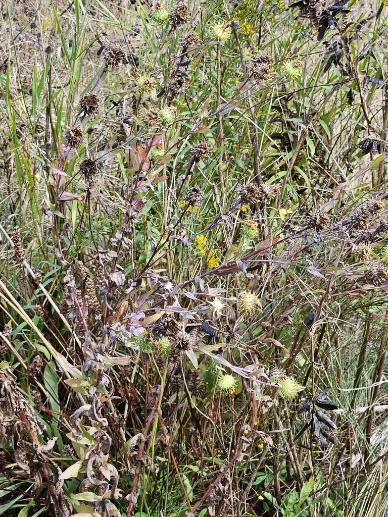 Grindelia Integrifolia