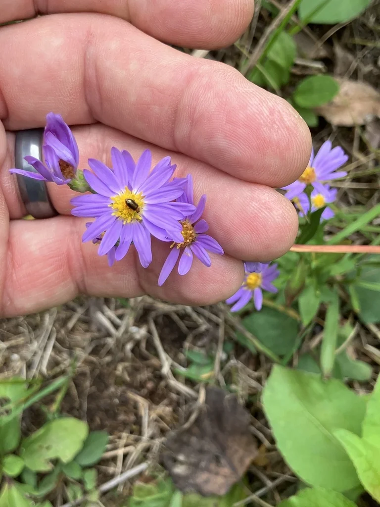 Symphyotrichum Oolentangiense