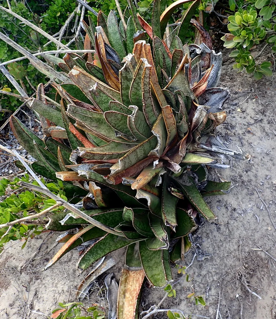 Gasteria Acinacifolia