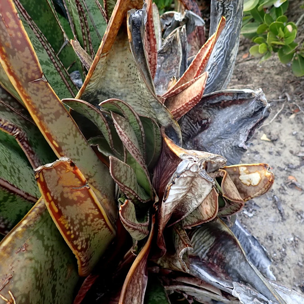 Gasteria Acinacifolia