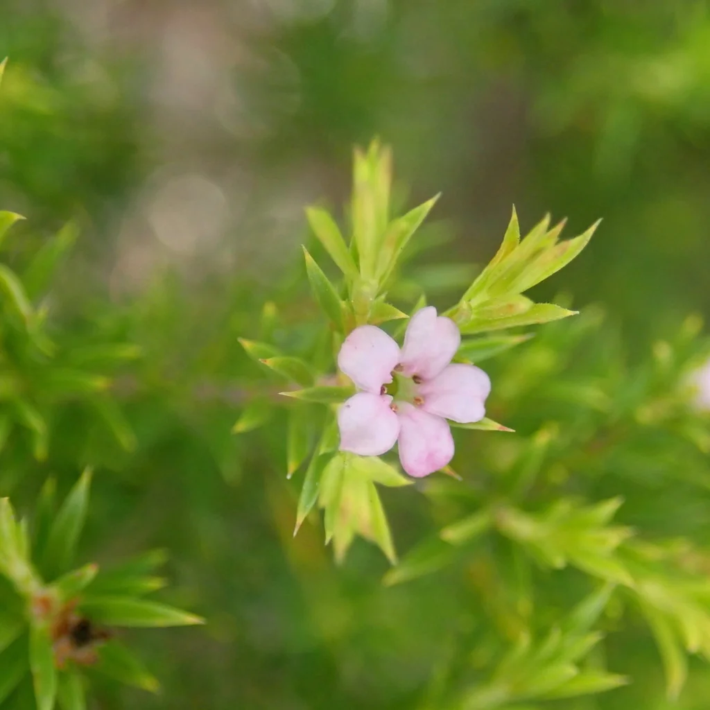 Coleonema Pulchellum