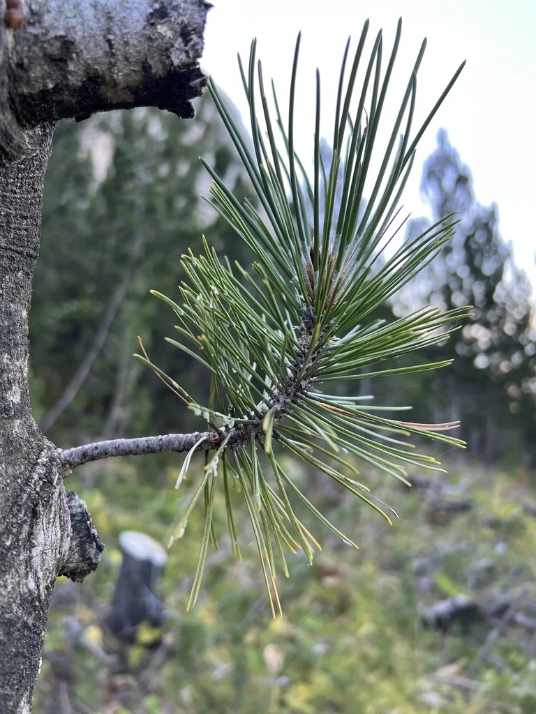 Pinus Heldreichii
