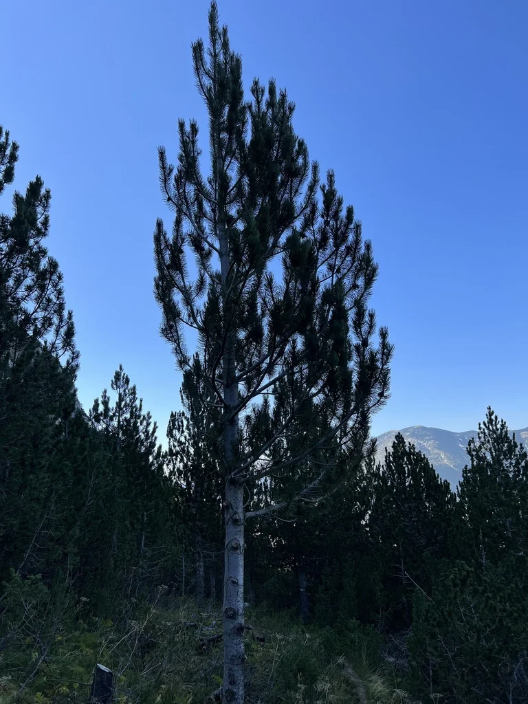 Pinus Heldreichii