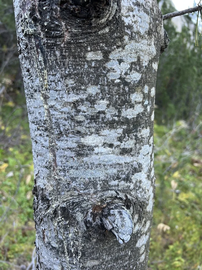 Pinus Heldreichii
