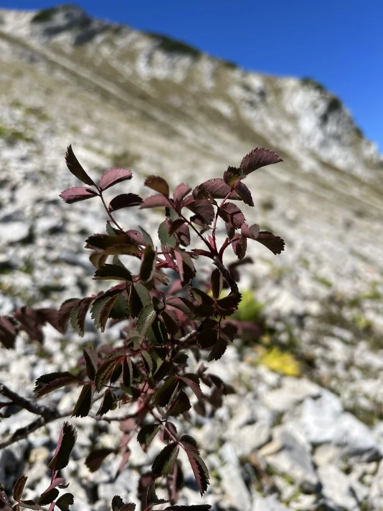 Rosa Glauca
