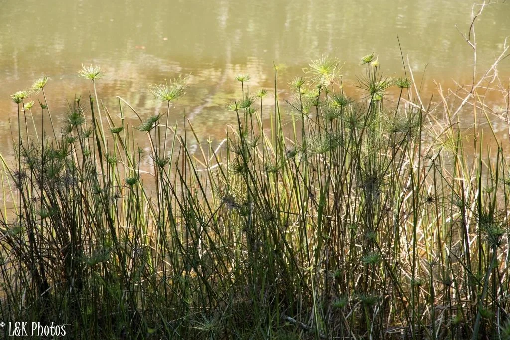 Cyperus prolifer