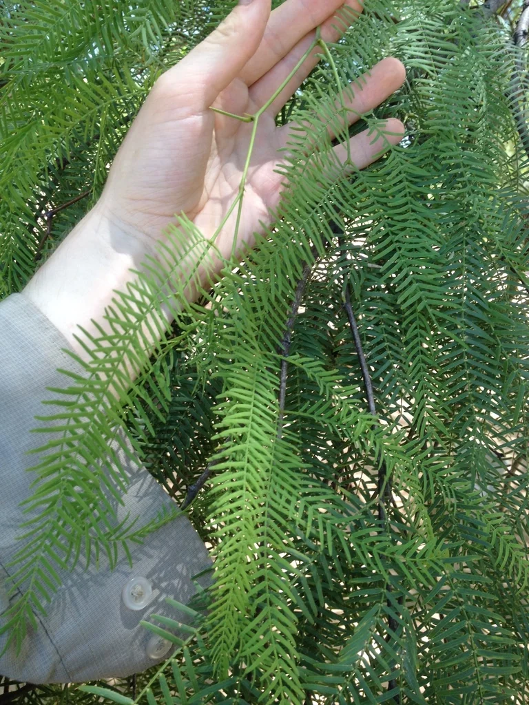 Prosopis Chilensis