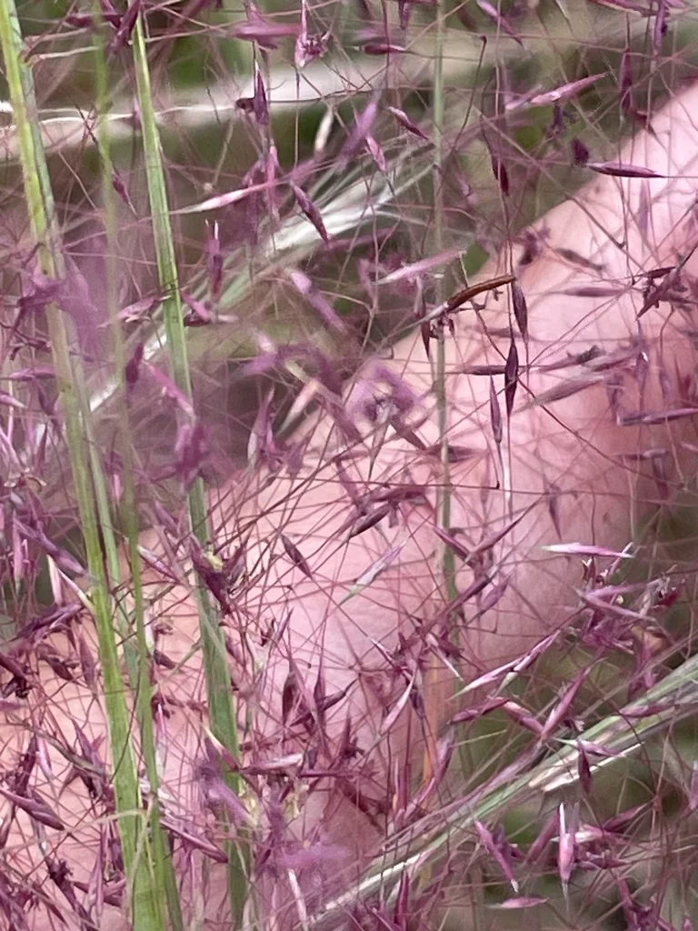Muhlenbergia capillaris