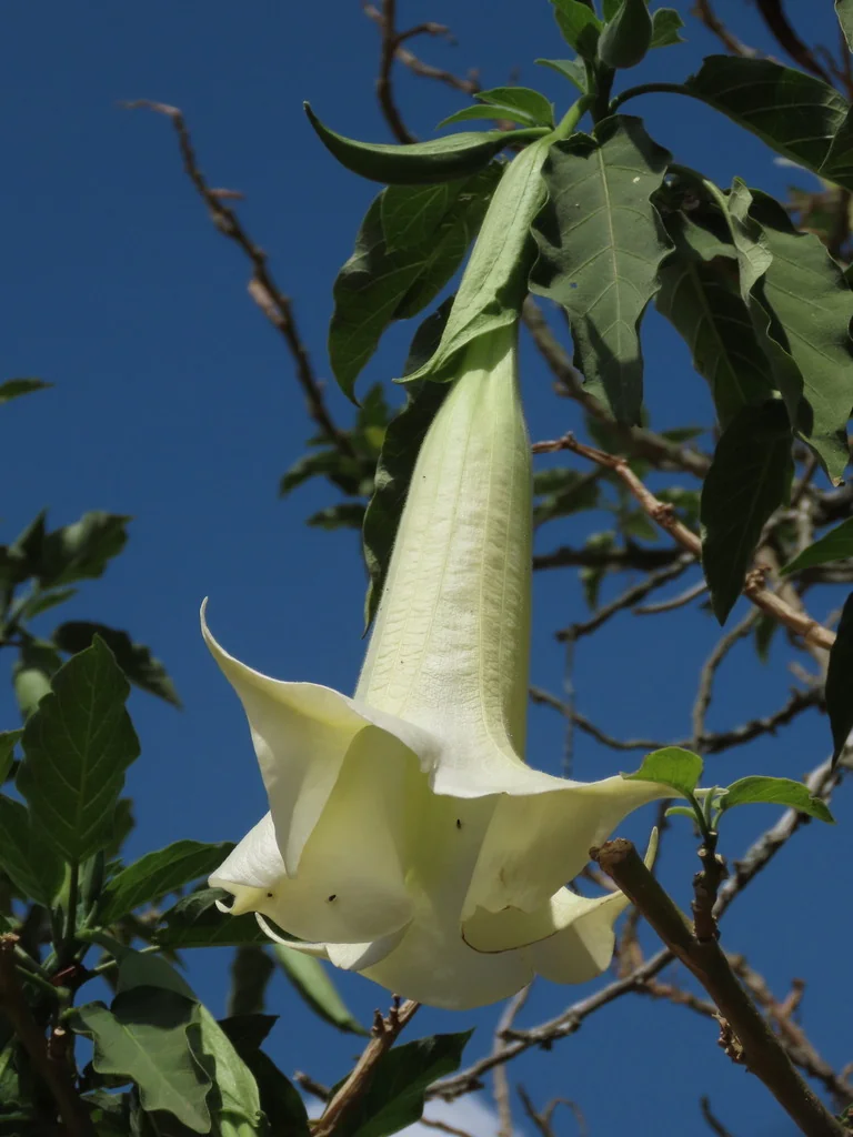 Brugmansia Suaveolens