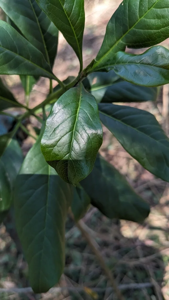 Hymenosporum Flavum