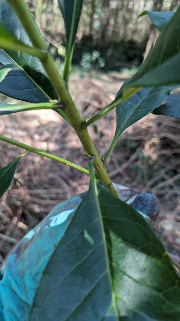 Hymenosporum Flavum