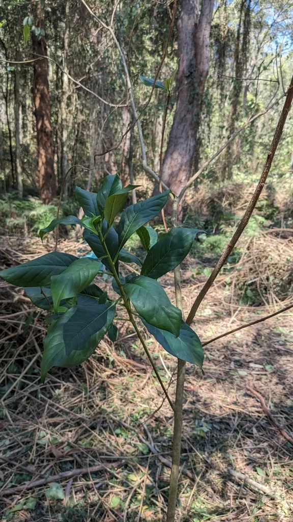 Hymenosporum Flavum