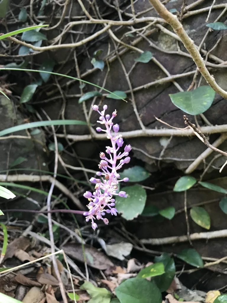 Liriope Muscari