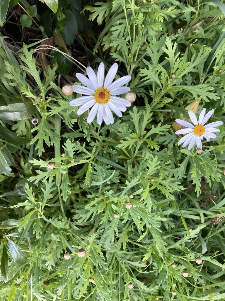 Argyranthemum frutescens