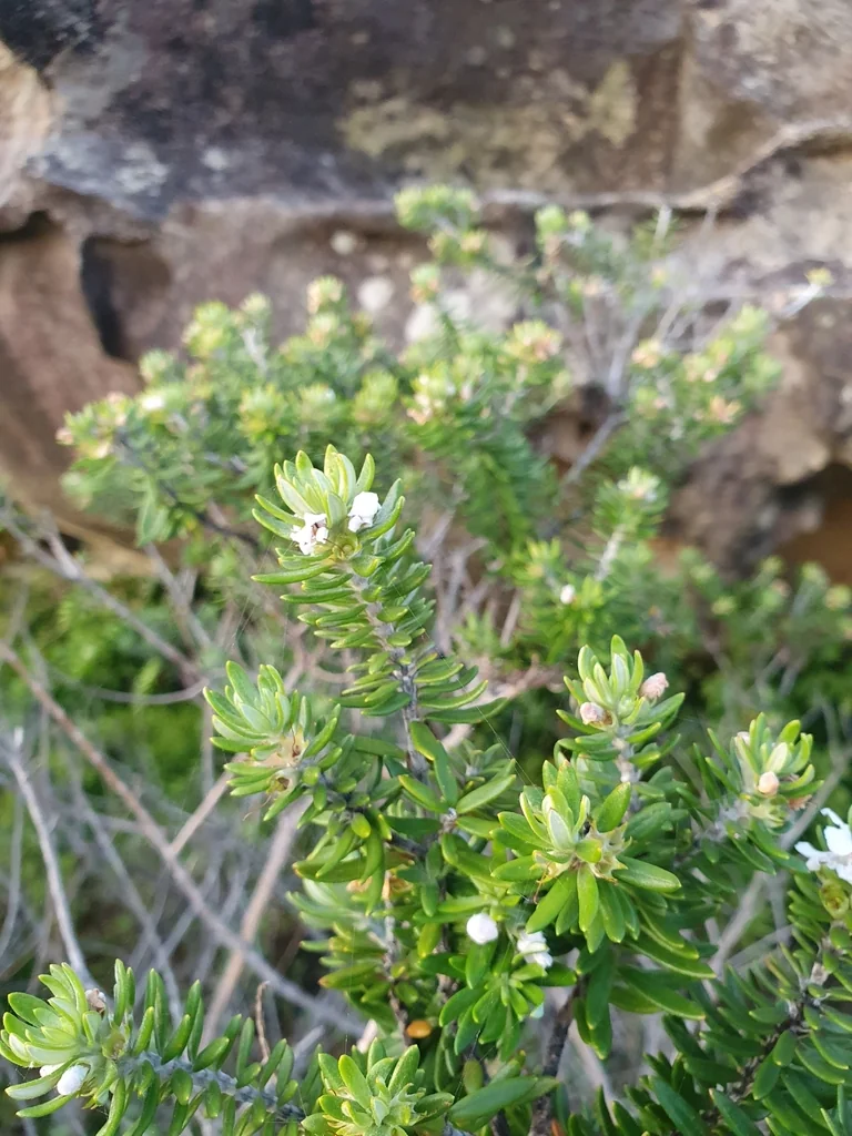 Westringia fruticosa