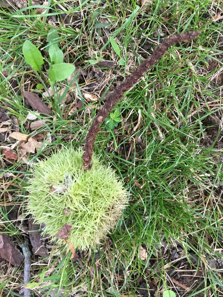 Castanea Mollissima