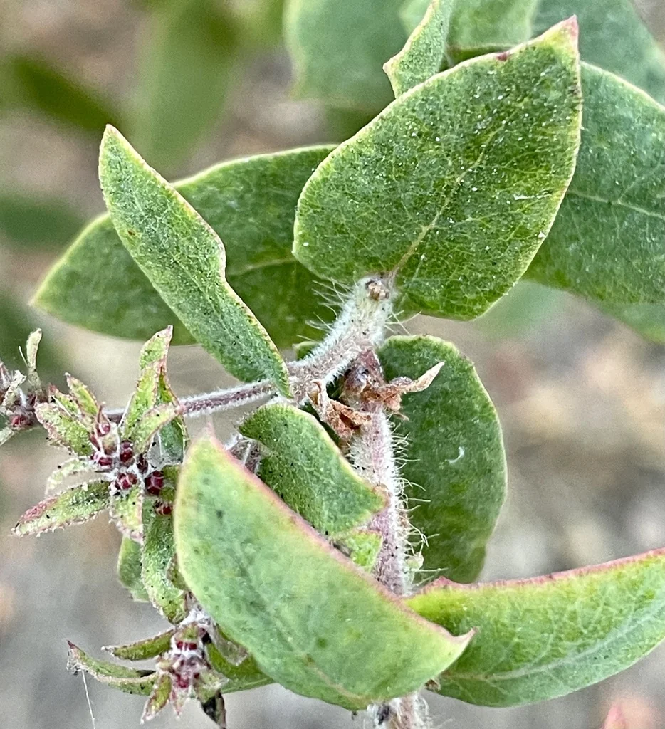 Arctostaphylos Pajaroensis