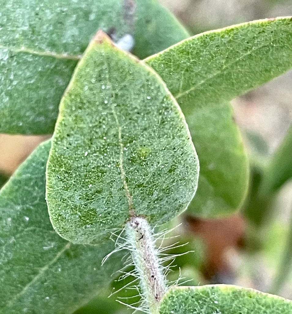 Arctostaphylos Pajaroensis