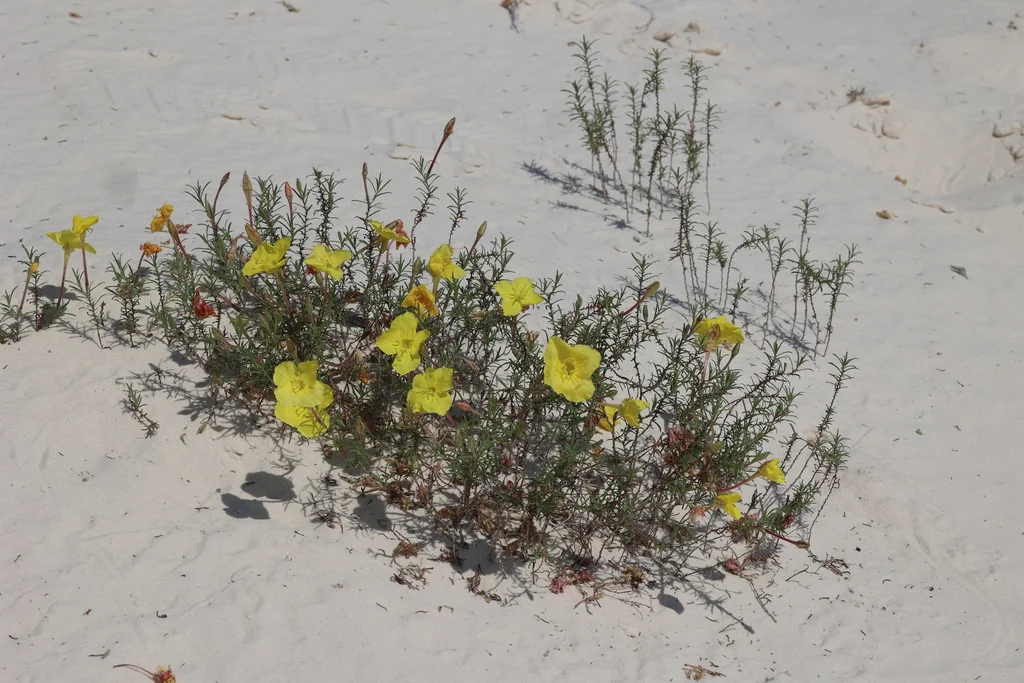 Calylophus Hartwegii