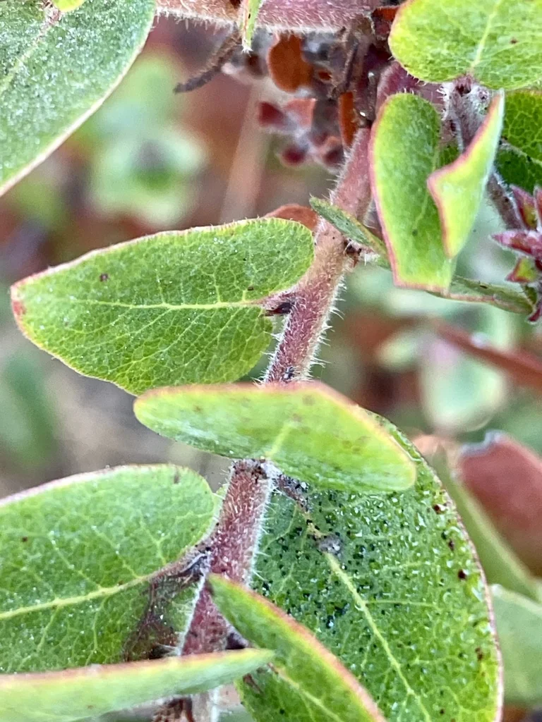 Arctostaphylos Pajaroensis