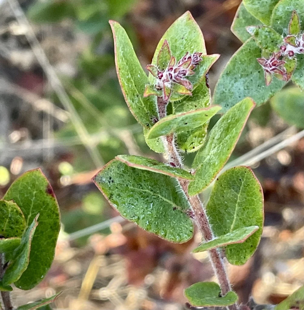 Arctostaphylos Pajaroensis
