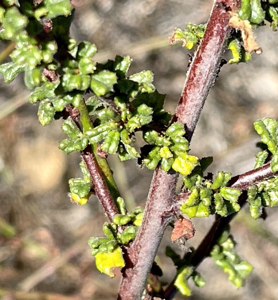 Ceanothus Dentatus