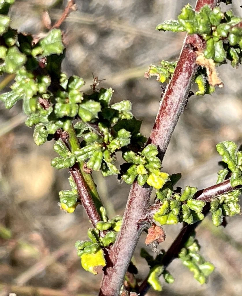 Ceanothus Dentatus