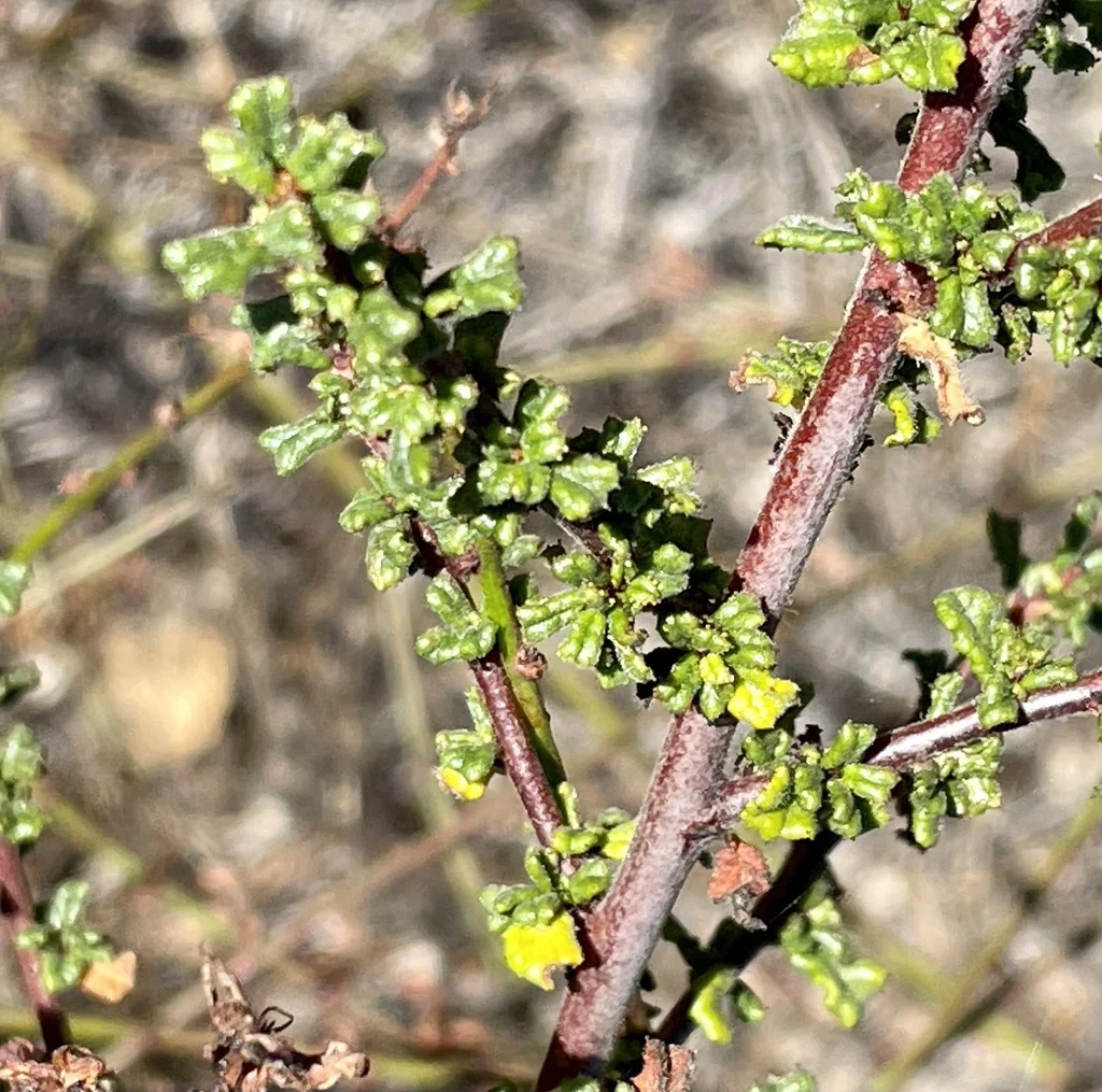 Ceanothus Dentatus