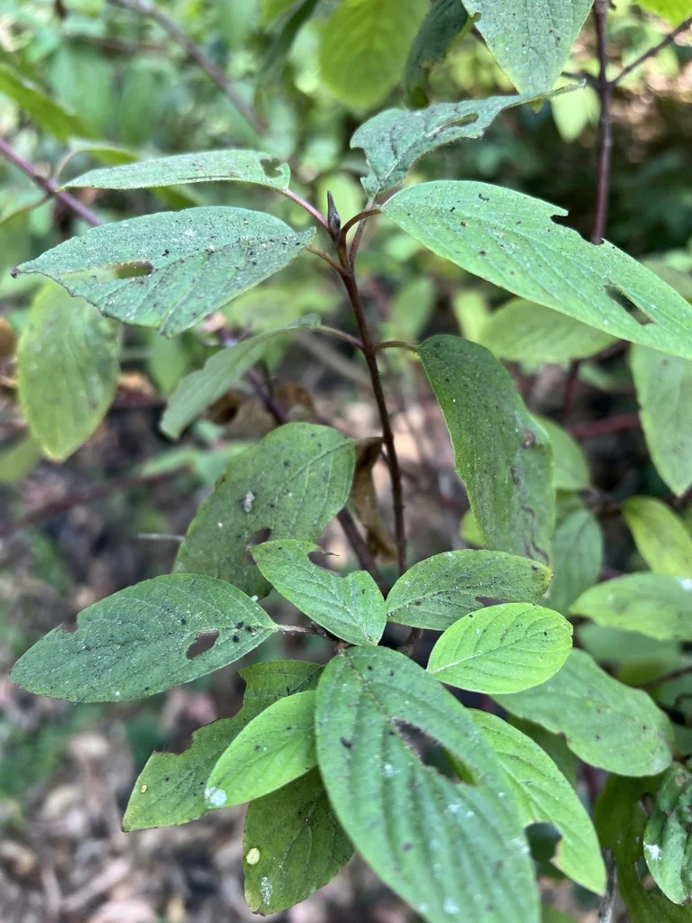 Cornus Sericea Ssp. Occidentalis