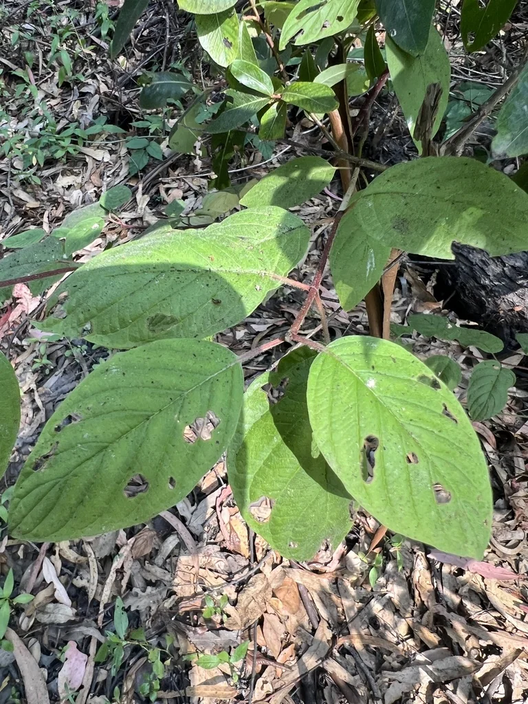 Cornus Sericea Ssp. Occidentalis