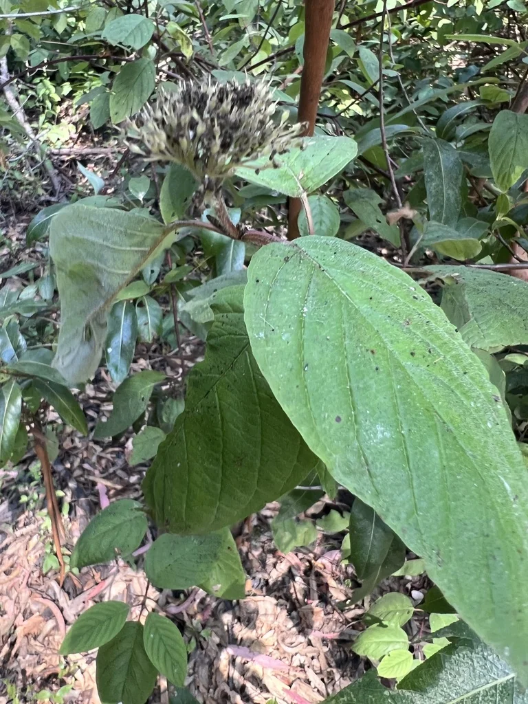 Cornus Sericea Ssp. Occidentalis